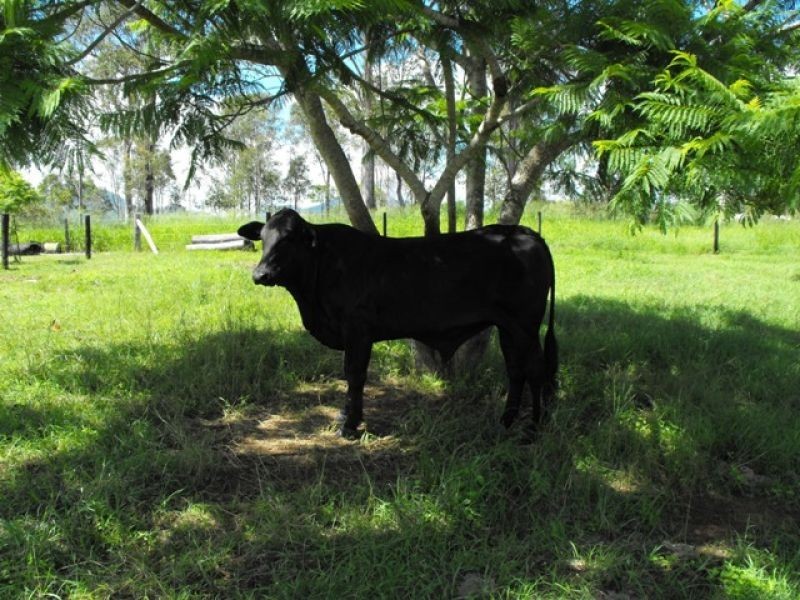 Glastonbury QLD 4570