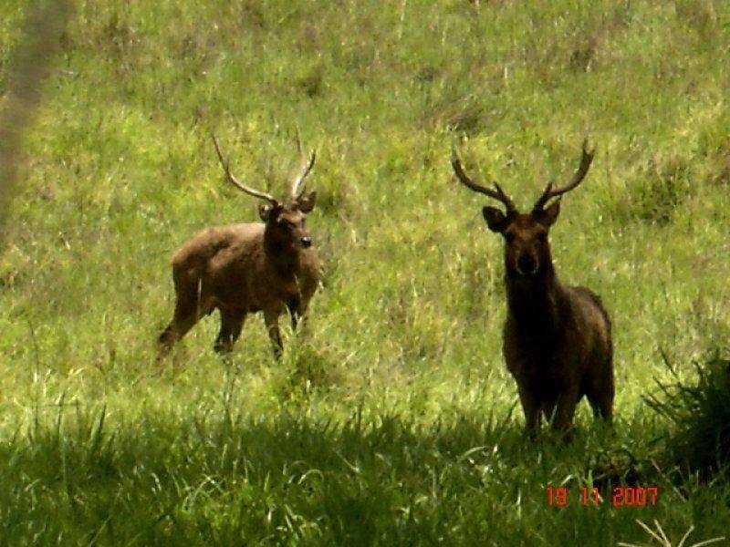 * Portas Road, Upper Glastonbury QLD 4570