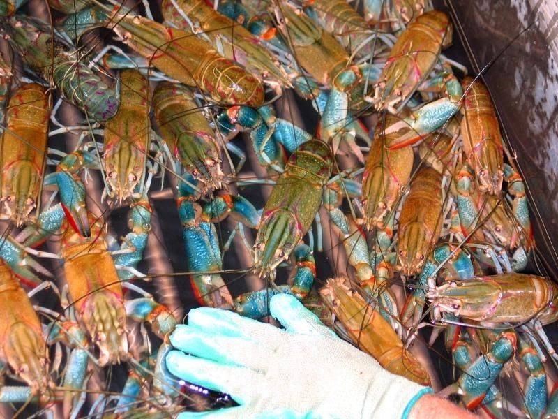 0 KANYAN Road, Theebine QLD 4570