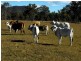 610 Abel Road, Lower Wonga QLD 4570