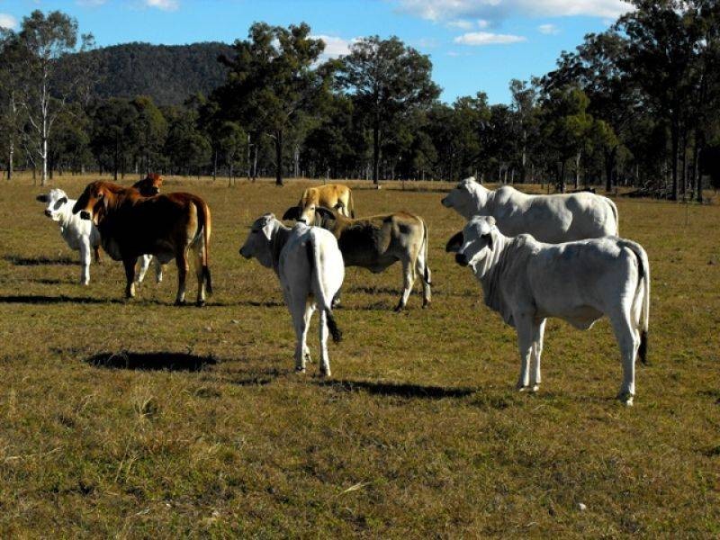 610 Abel Road, Lower Wonga QLD 4570