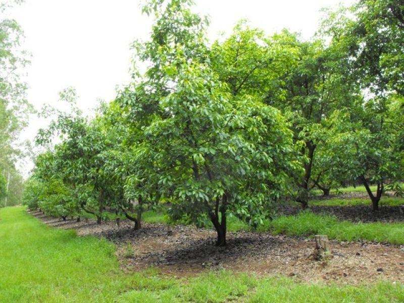 Amamoor QLD 4570