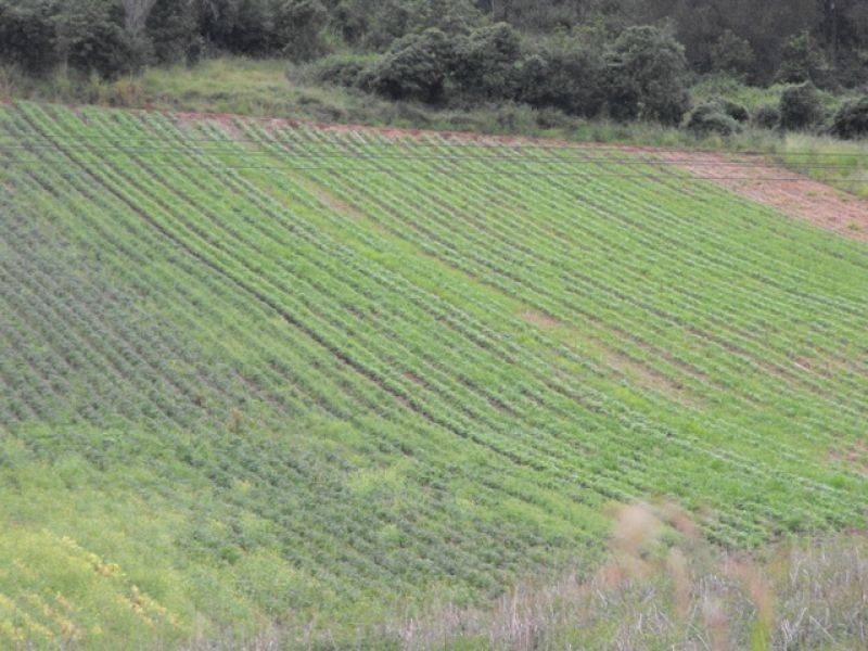 Glastonbury QLD 4570