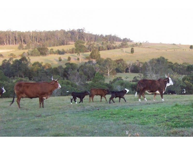 81 Tatnell Road, North Deep Creek QLD 4570