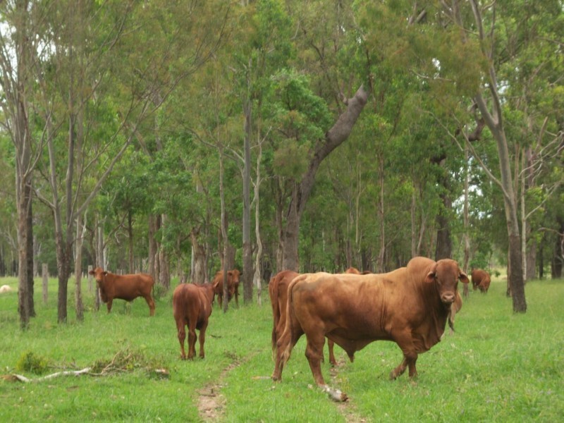 Mount Woowoonga Road, Woowoonga QLD 4621