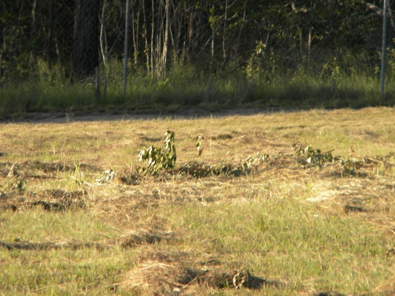 Lot 6 Moran Cres, Curra QLD 4570