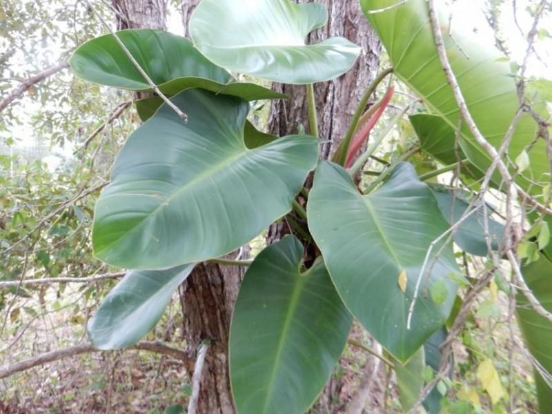 Lot 165 Astra Road, Glenwood QLD 4570