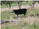 Mayne Street, Goomeri QLD 4601