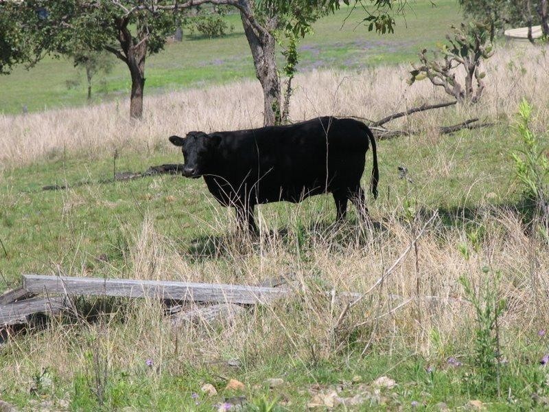 Mayne Street, Goomeri QLD 4601