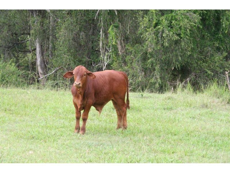 Glastonbury QLD 4570