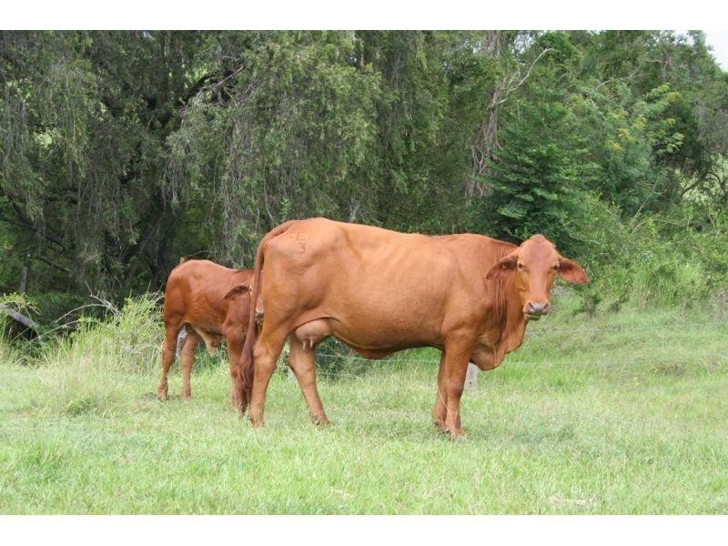 Glastonbury QLD 4570