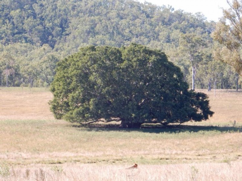 Lot 649 Running Creek Road, Mudlo QLD 4600