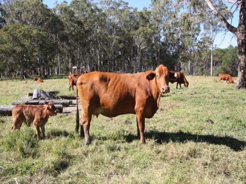 154 McRae Road, Coondoo QLD 4570