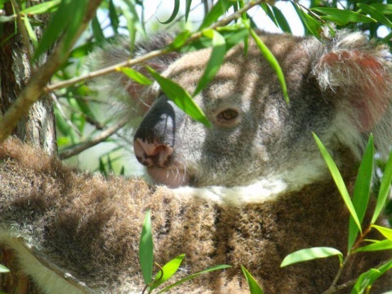 46 Little Widgee Rd, Widgee QLD 4570