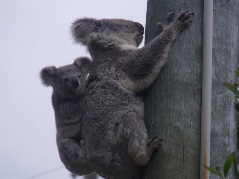 46 Little Widgee Rd, Widgee QLD 4570