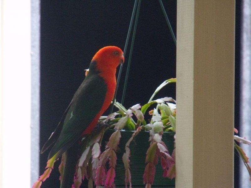 46 Little Widgee Rd, Widgee QLD 4570