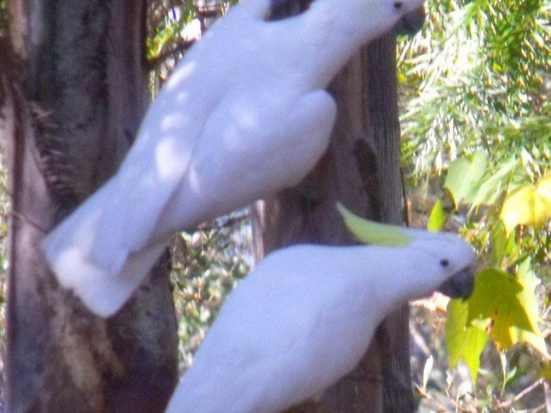 46 Little Widgee Rd, Widgee QLD 4570