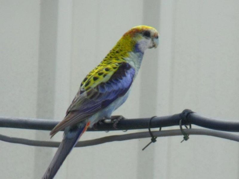 46 Little Widgee Rd, Widgee QLD 4570