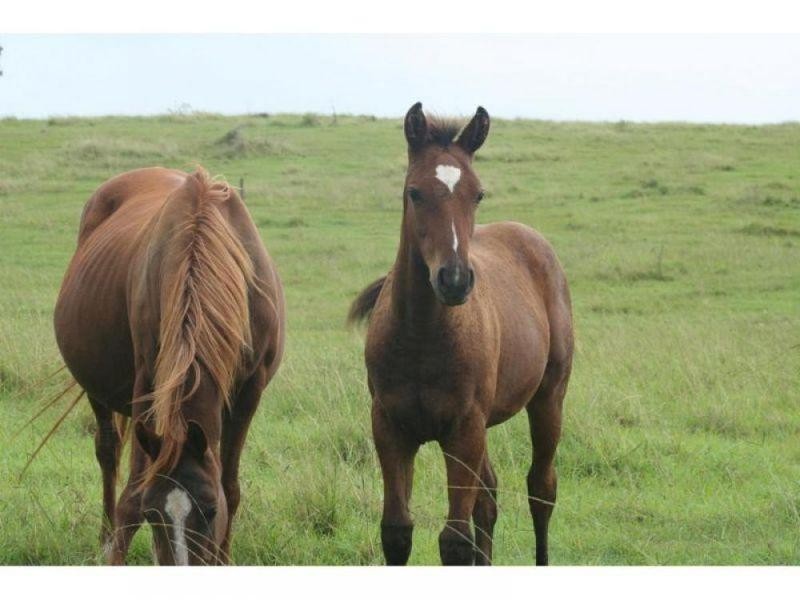 Glastonbury QLD 4570