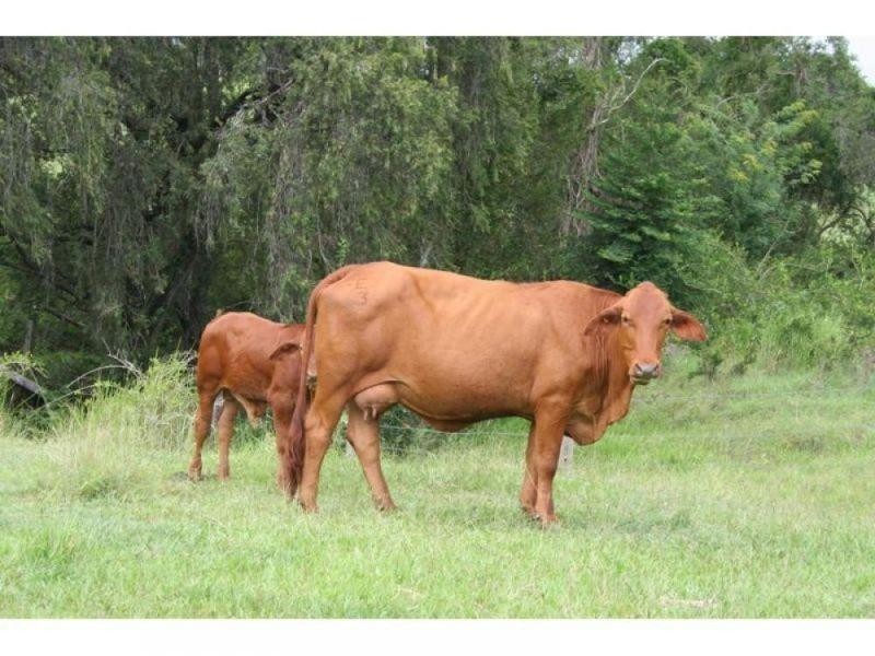 Glastonbury QLD 4570