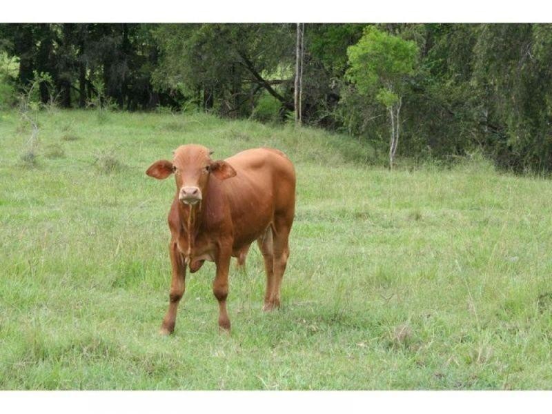 Glastonbury QLD 4570