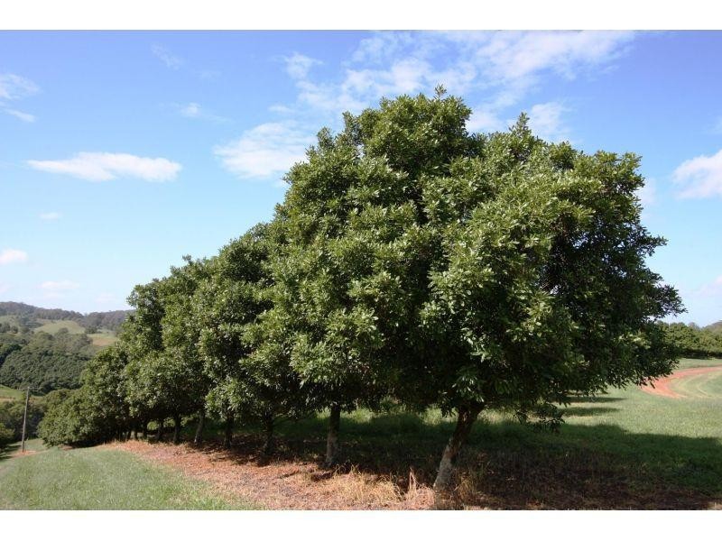 Canina QLD 4570
