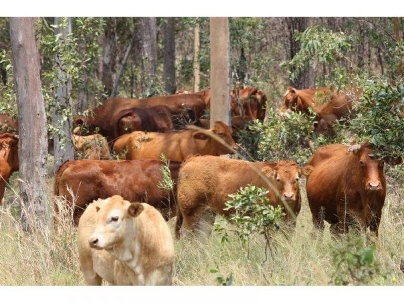 Glenwood QLD 4570