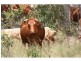 Glenwood QLD 4570