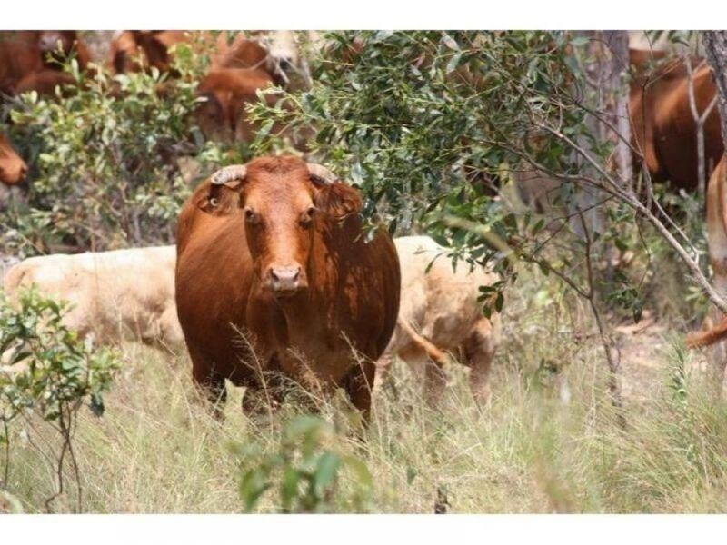Glenwood QLD 4570