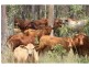 Glenwood QLD 4570