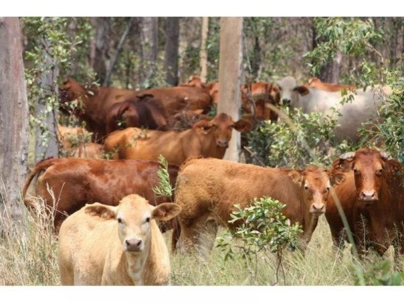 Glenwood QLD 4570