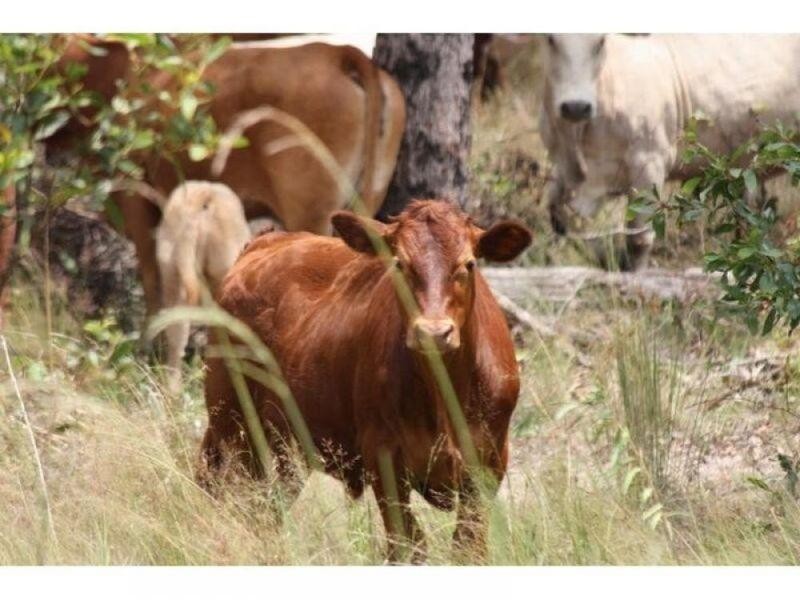 Glenwood QLD 4570