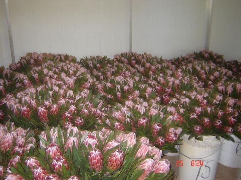 326 Beckmanns Road, Glenwood QLD 4570