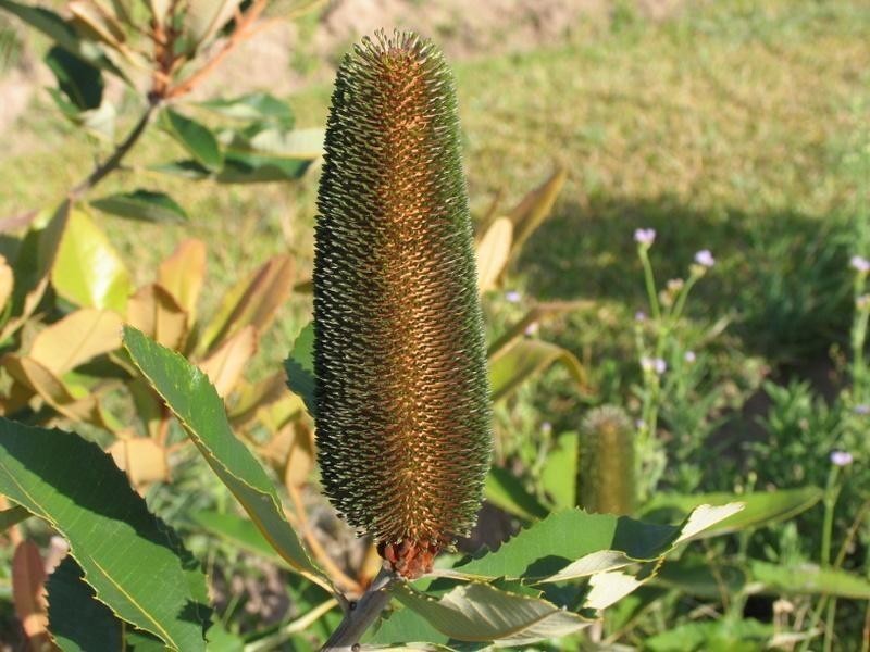 326 Beckmanns Road, Glenwood QLD 4570