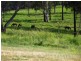 167 Fosters Lane, Anderleigh QLD 4570