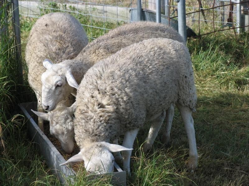 240 Allen Road, Chatsworth QLD 4570