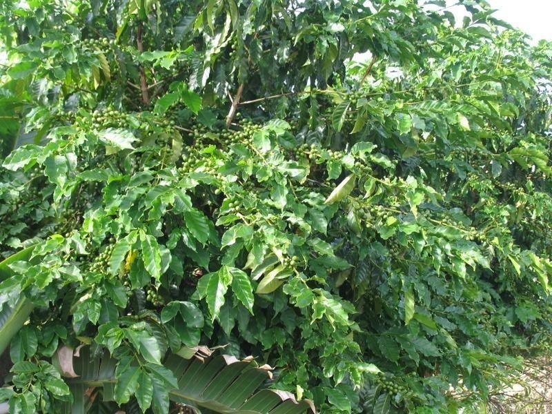 240 Allen Road, Chatsworth QLD 4570