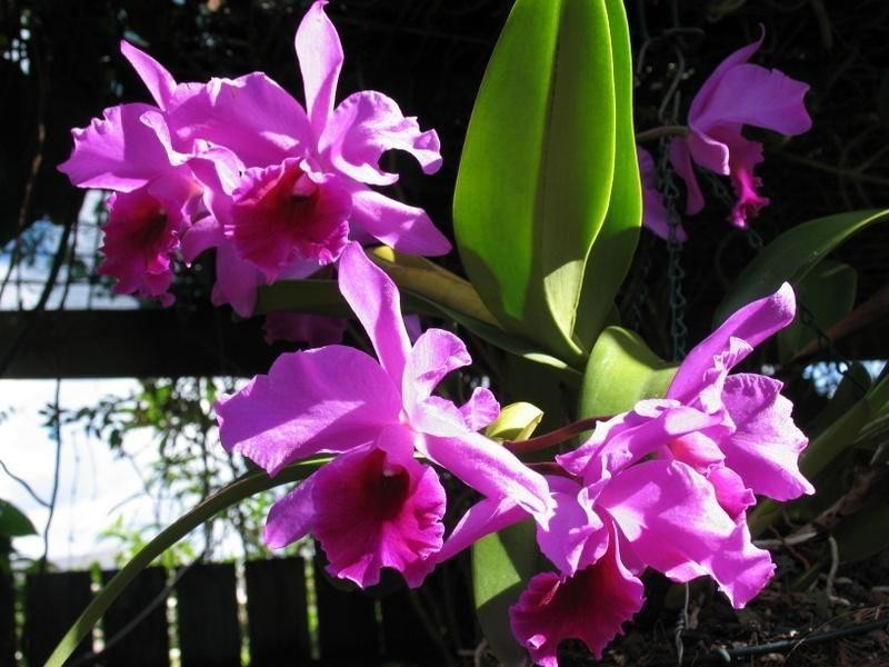 7 Kingfisher Court, Tin Can Bay QLD 4580