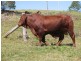 845 Bruce Highway, Chatsworth QLD 4570