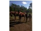 709 Glen Echo Road, Glen Echo QLD 4570