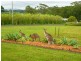 12 Arnold Rd, Veteran QLD 4570