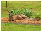 12 Arnold Rd, Veteran QLD 4570