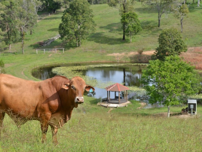 207 Fritz Road, Chatsworth QLD 4570