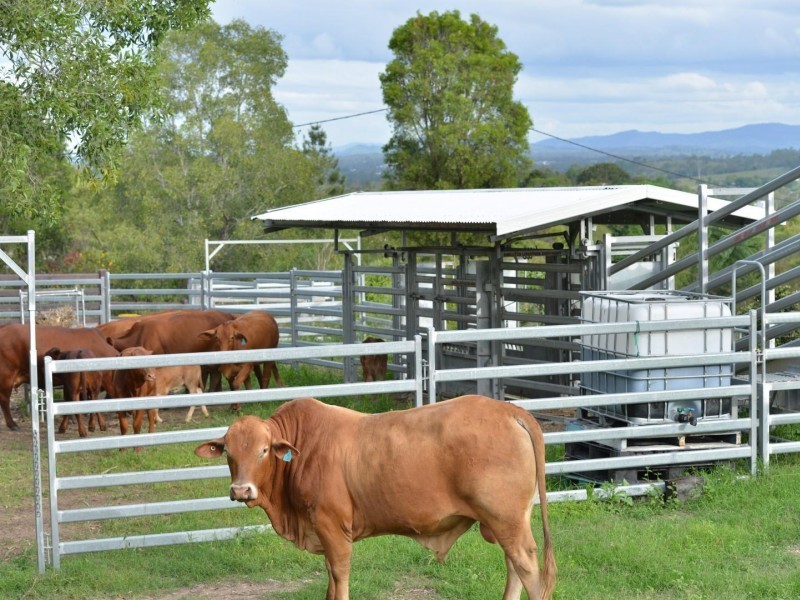 207 Fritz Road, Chatsworth QLD 4570