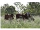 Gundiah QLD 4650