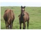 Glastonbury QLD 4570