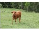 Glastonbury QLD 4570