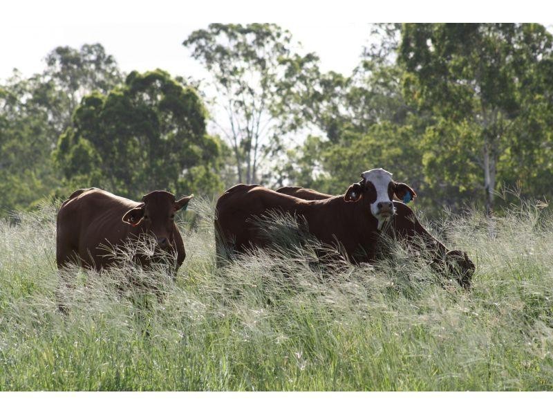 1204 Bauple Woolooga Road, Gundiah QLD 4650