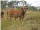 Kilkivan QLD 4600
