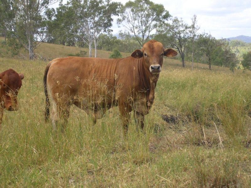 Kilkivan QLD 4600